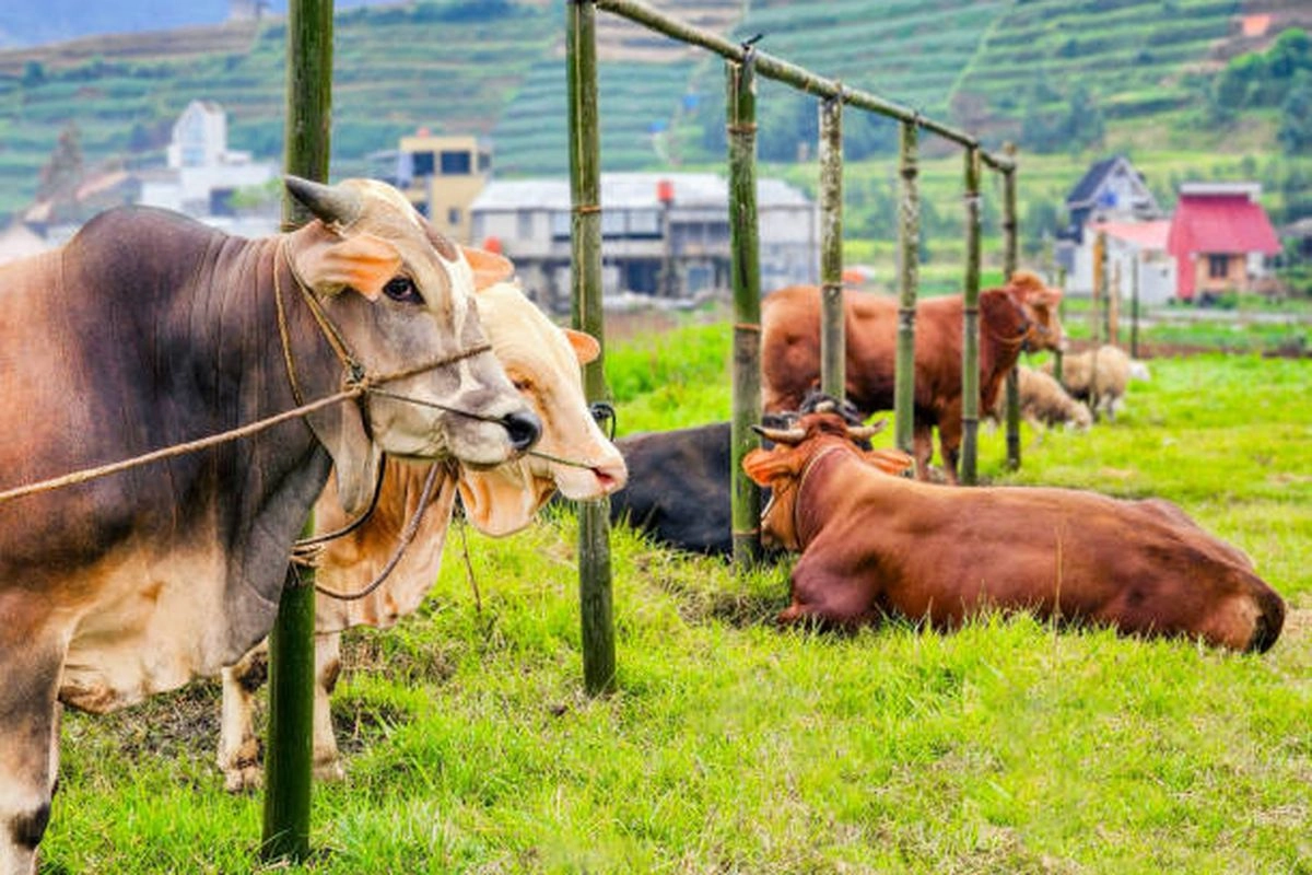 Importir China Siap Bayar Lebih Mahal untuk Daging Sapi Ramah Lingkungan