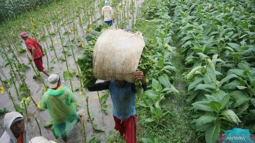 Ekonom Ingatkan Aturan Nikotin-Tar Bisa Ancam Nasib Jutaan Petani dan Buruh