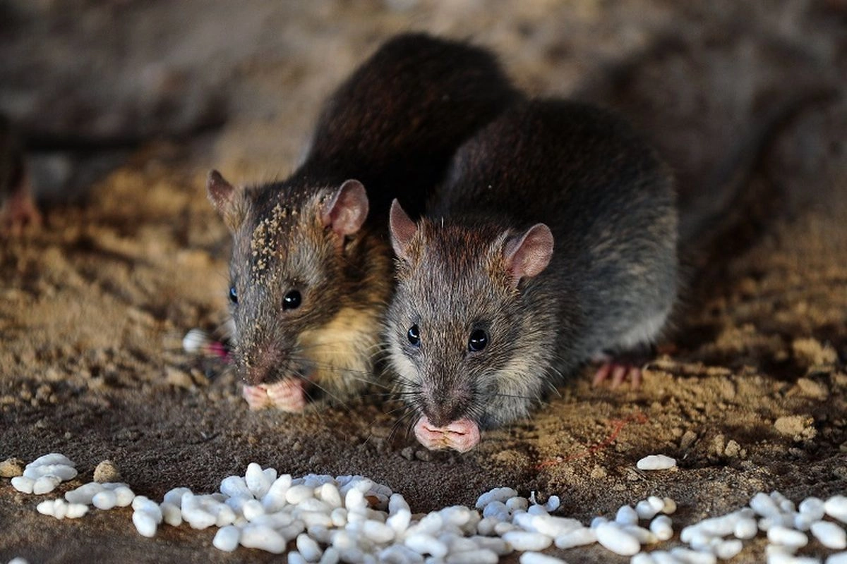 Kemenkes: Belum Ada Penularan Hantavirus ke Manusia di Indonesia