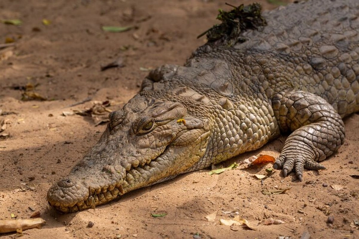 Peneliti China Bikin Armor ala Buaya, Manusia Bisa Tahan Proyektil