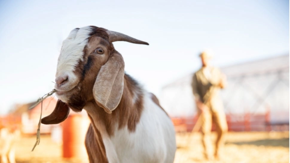Kurban Kambing Bisa untuk Berapa Orang? Ini Ketentuannya