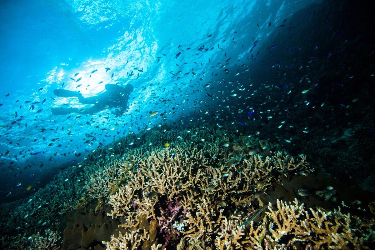 5 Rekomendasi Taman Laut Terbaik di Indonesia untuk Diving dan Snorkeling