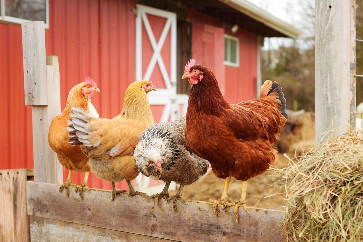 Kadin Buka Suara soal Kabar Investor China Mau Bangun Peternakan Ayam Rp 1,4 T