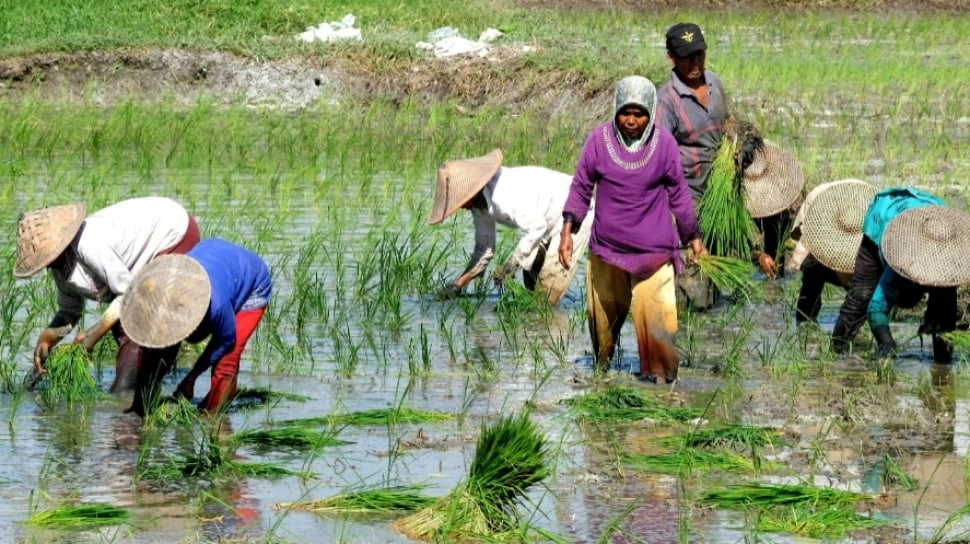 Gelombang Panas Picu Krisis Pangan, Dunia Mulai Cari Cara Bertahan