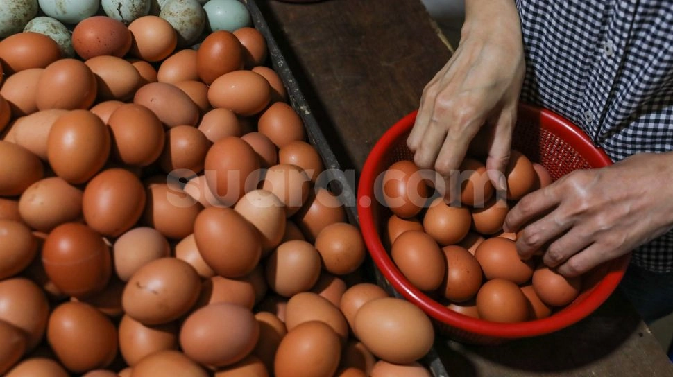Pemerintah Justru Pusing Harga Telur Terlalu Murah