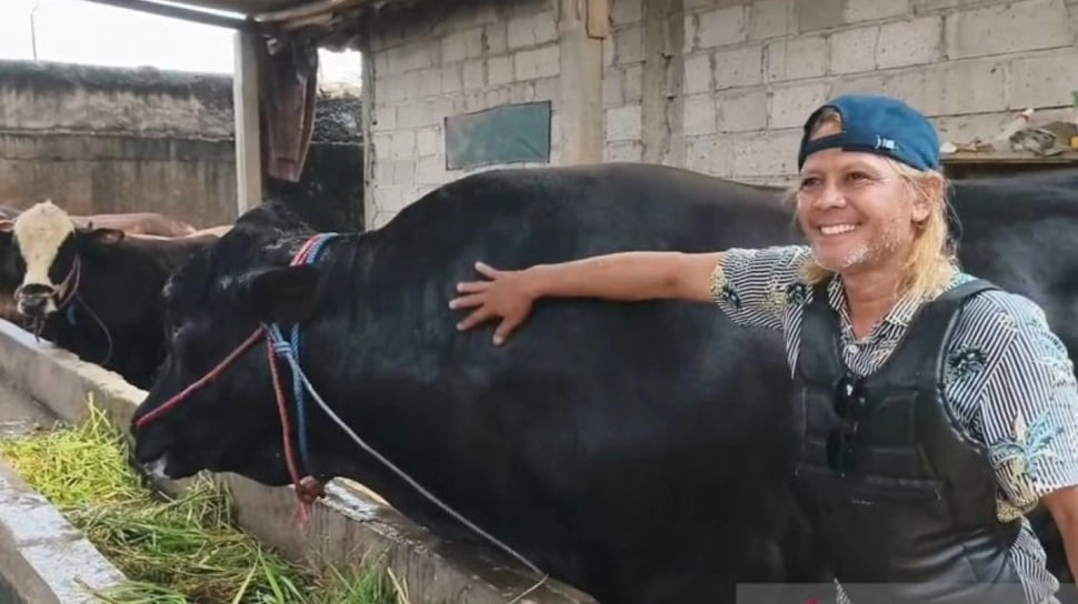 Mengenal 'Ambo', Sapi Raksasa 1,15 Ton Asal Tangerang yang Dipilih Prabowo untuk Idul Adha 2026