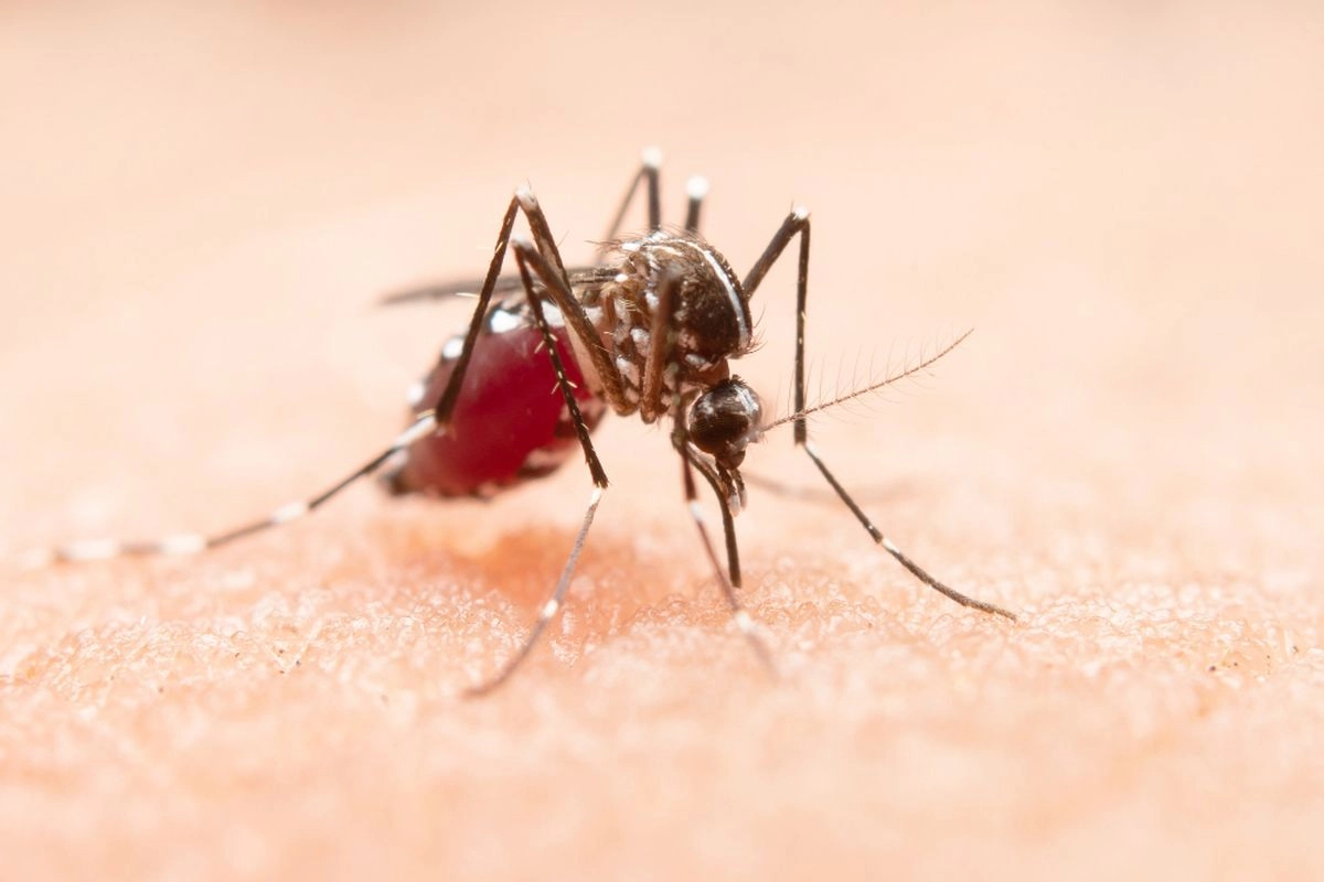 Aceh Jadi Wilayah dengan Kasus Malaria Knowlesi Tertinggi di Indonesia