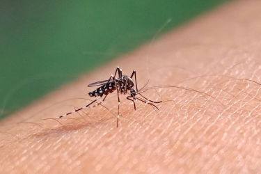Gejala Malaria Knowlesi Mirip Flu dan Malaria Biasa, tapi Bisa Cepat Memburuk