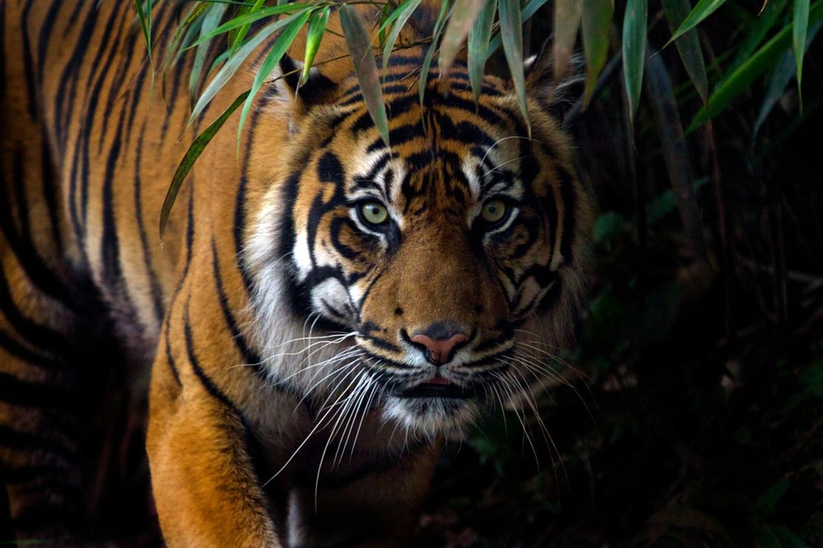 Foto Harimau Pakai Ponsel, Turis di India Terancam Didenda
