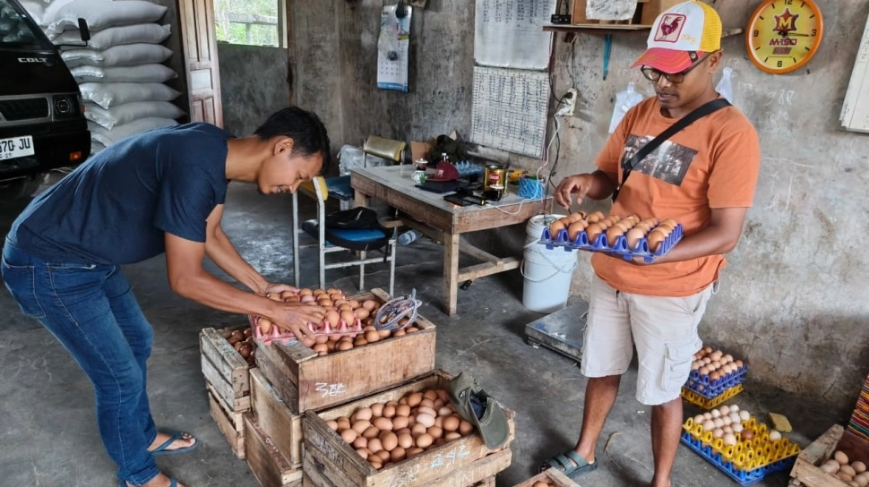 Menjaga Protein dari Hulu, Misi SPHP Jagung Meredam Gejolak Harga Telur