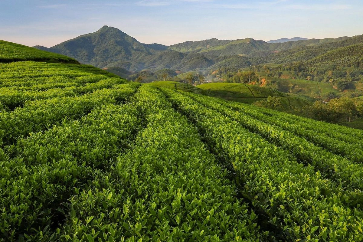 5 Wisata Kebun Teh di Jawa Timur untuk Destinasi Libur Long Weekend