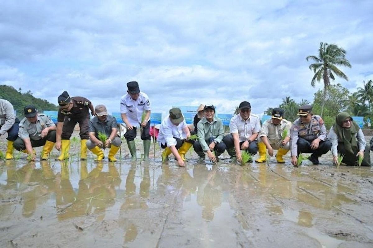Pemulihan Sawah Pascabencana Dipercepat, Lebih dari 2.000 Hektar Pulih dalam Dua Pekan
