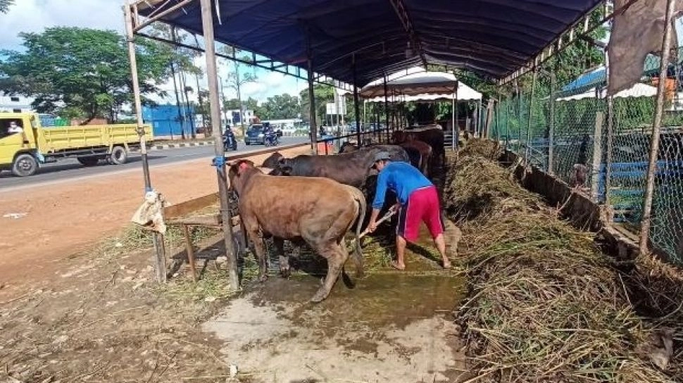 Beli Hewan Kurban Boleh Ditawar atau Tidak? Begini Hukumnya Dalam Islam