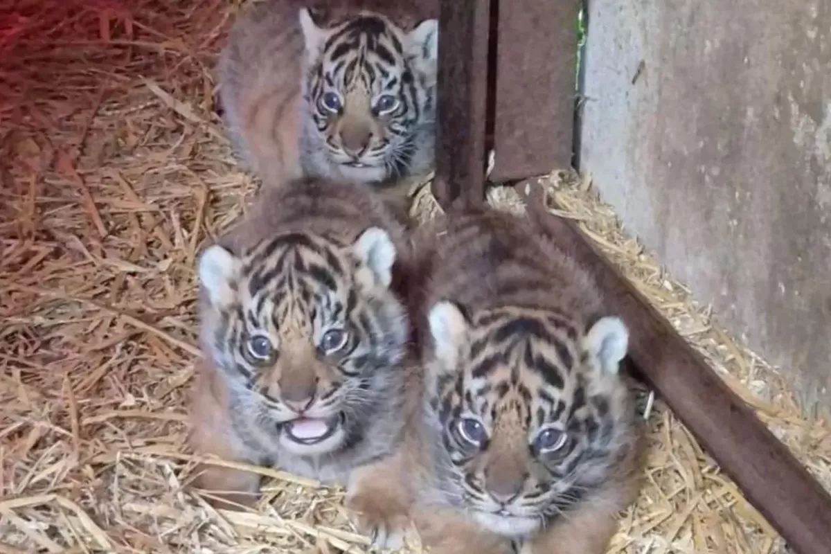 4 Bayi Harimau Sumatera Lahir di Inggris, Harapan untuk Satwa Langka