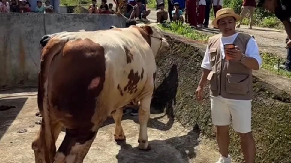 Seskab Teddy Borong 5 Sapi Kurban dari Irfan Hakim