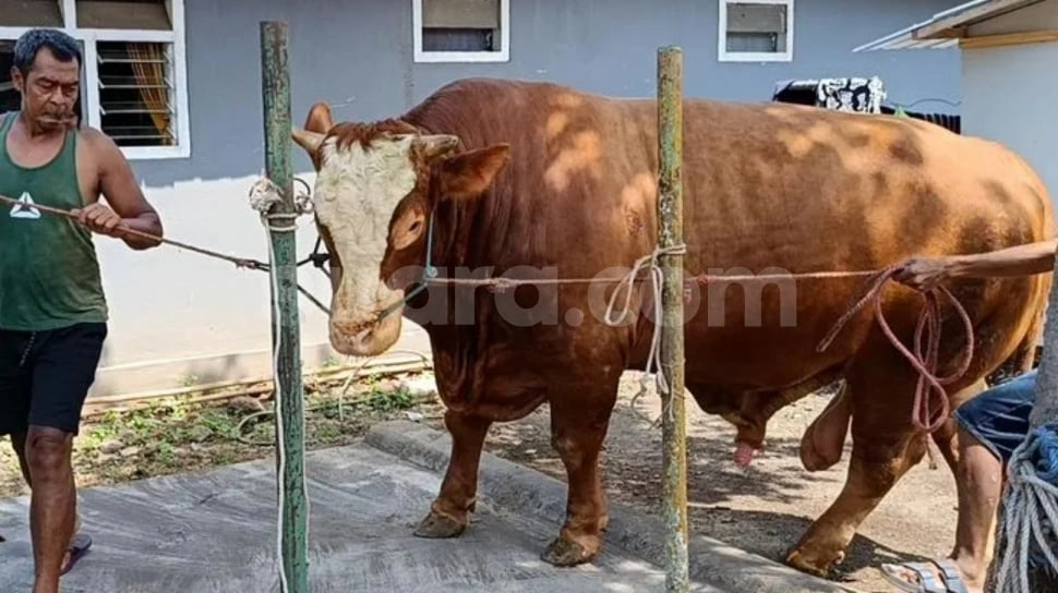 Tembus 1,14 Ton! Ini Penampakan Sapi 'Kang Jo' Lumajang yang Dibeli Prabowo dari Peternak Gen Z