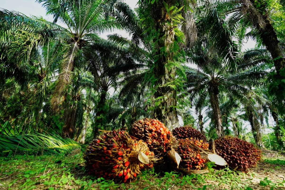 Industri Sawit Hadapi Tantangan, GAPKI Perkuat Kolaborasi Teknologi