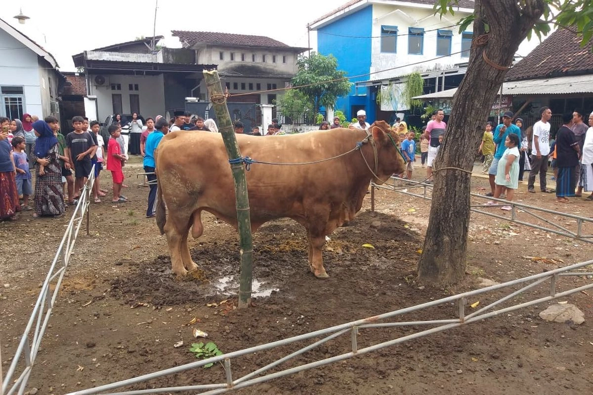 Kementan: Bobot Sapi Bantuan Presiden Prabowo Minimal 800 Kilogram