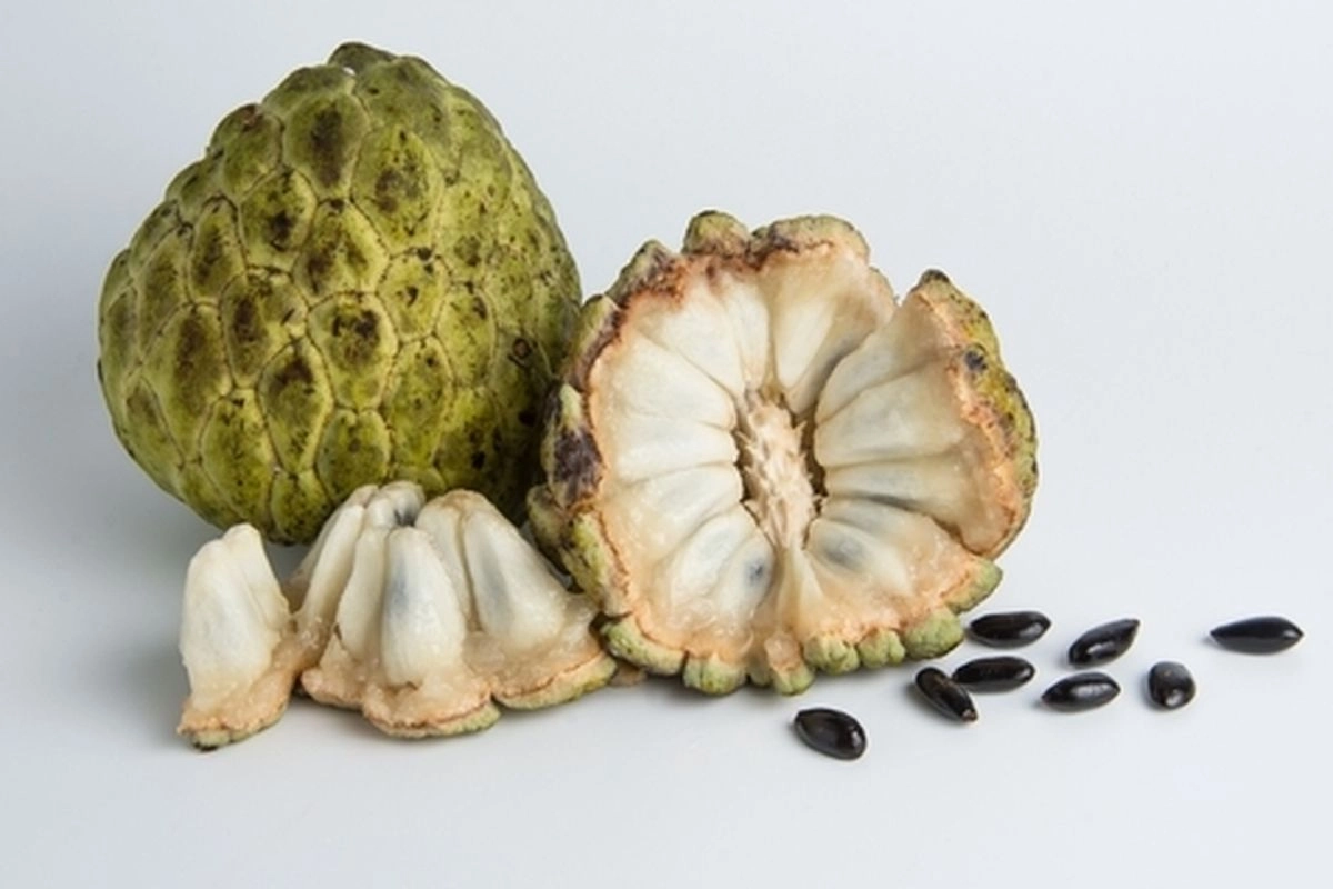 Petani India Beralih ke Srikaya Saat Krisis Air Makin Menekan