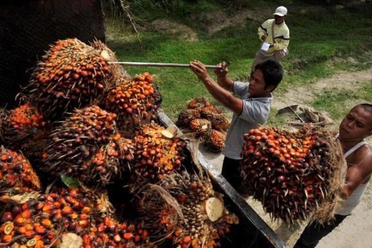 Soal Harga TBS Usai Ada DSI, Pengamat: Tidak Ada Perbedaan bagi Petani