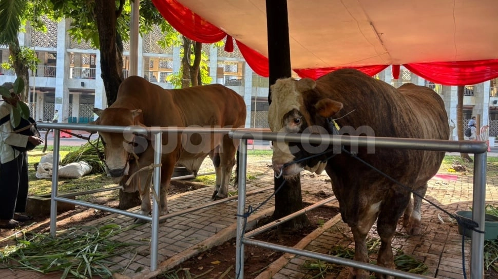 Penampakan Sapi Jumbo Presiden Prabowo dan Wapres Gibran di Masjid Istiqlal
