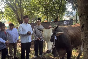 Wamentan: Indonesia Surplus Hewan Kurban 800.000 Ekor