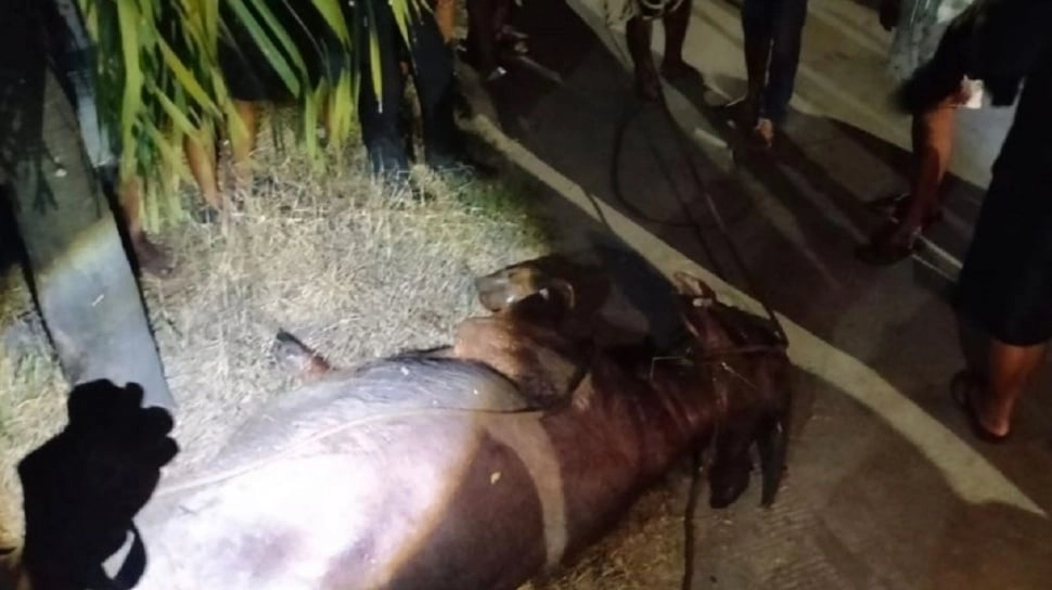 Bukan karena Disembelih, 2 Kerbau Kurban di Kudus Tumbang Didor Polisi