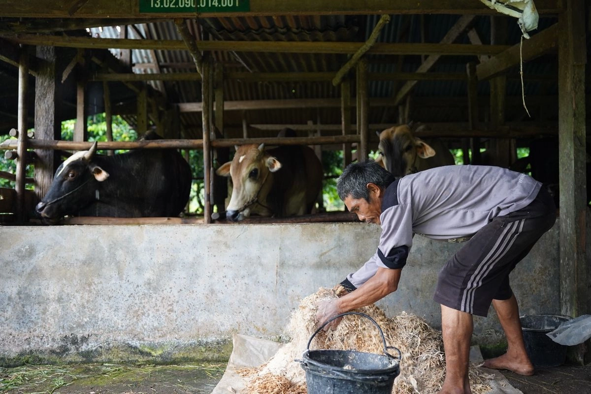 Cerita dari Sudut Desa Ampuah Lumpo: Merawat Sapi, Menyekolahkan Mimpi