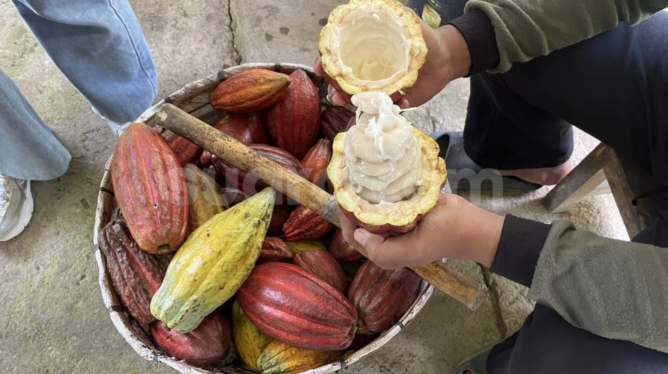 Harga Kakao Melonjak Tajam Efek Selat Hormuz Ditutup, Kemendag Rilis Patokan Baru