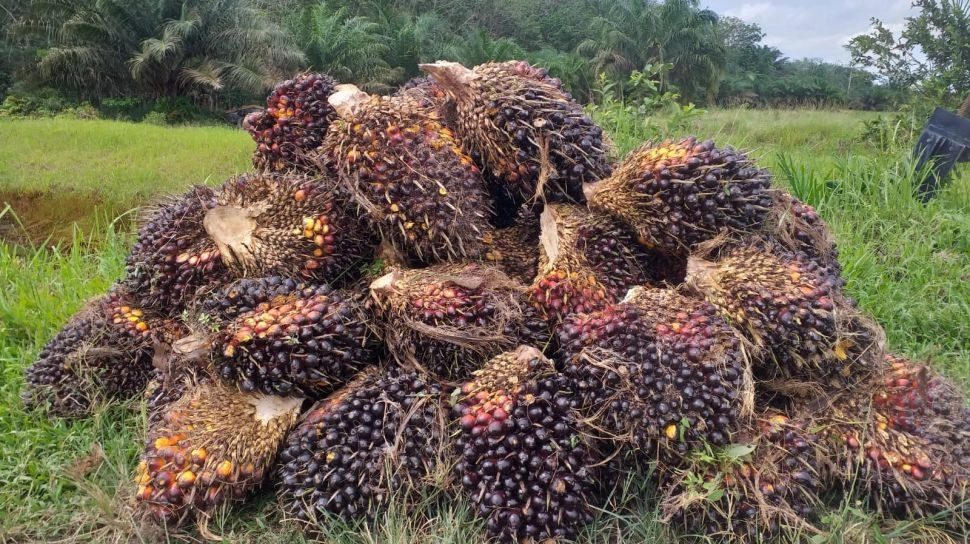 Harga Sawit Anjlok Usai Ekspor Satu Pintu, Petani Terdampak! Pemerintah Tegur 139 PKS