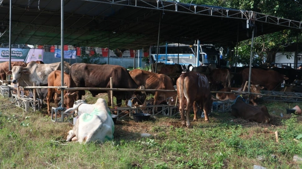 Peruri Tebar Hewan Kurban ke 4 Daerah
