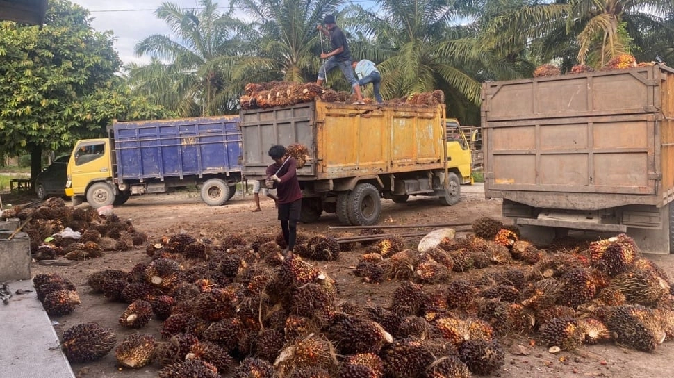 Harga CPO Anjlok Pertengahan Tahun 2026, Kemendag Ungkap Penyebabnya