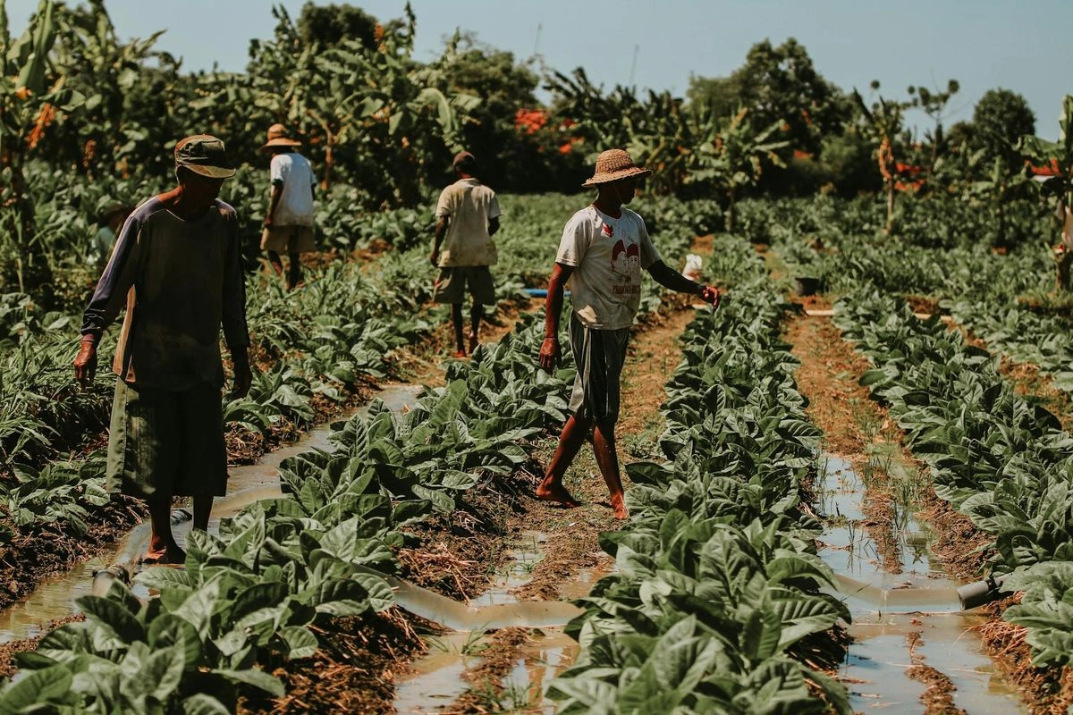 Kemenkeu: Kebijakan Tembakau Perlu Hitung Dampak Bagi Petani dan Fiskal