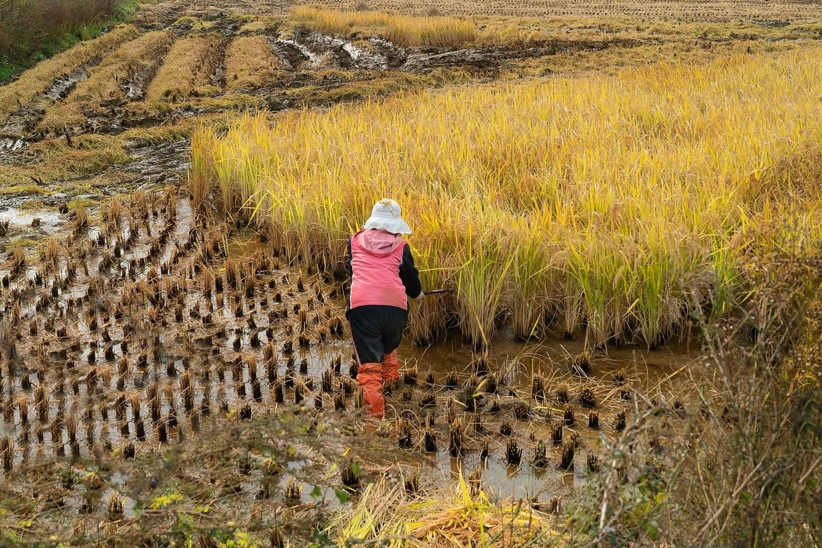Produksi Beras Naik, Tapi Panen Padi April 2026 Turun 15 Persen