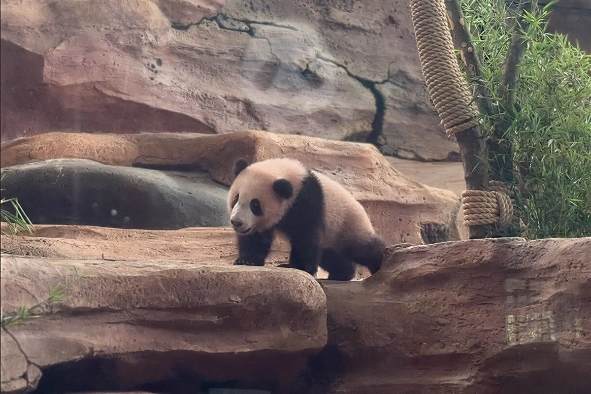 Rio Si Bayi Panda Menyapa Pengunjung di Taman Safari Bogor