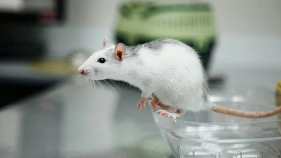 4 Cara Mudah Mengusir Tikus dari Rumah, Tak Perlu Racun!