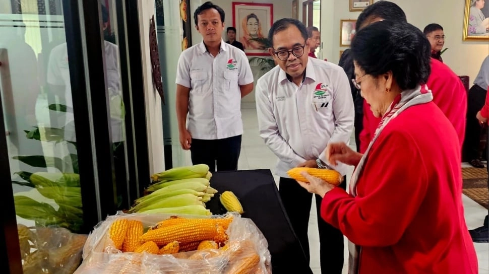 Megawati Apresiasi Panen Jagung GNTI, Produktivitas Disebut Lampaui Metode Konvensional