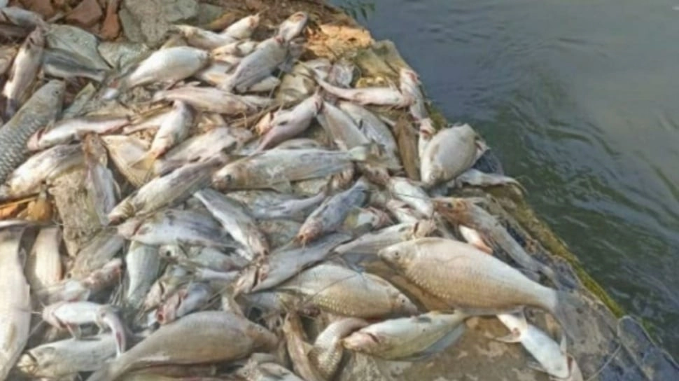 Ribuan Ikan Mati Mengambang di Karawang, Warga Diminta Jangan Konsumsi