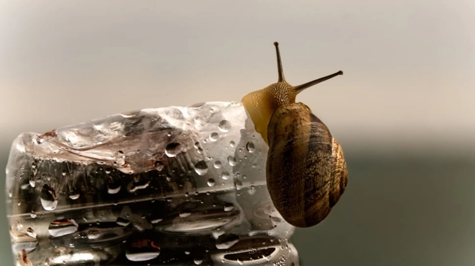 Snail Mucin untuk Apa? Ini 6 Manfaatnya untuk Kesehatan Kulit Wajah