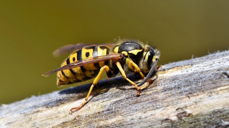 Tak Sekadar Penghasil Madu, Mengapa Lebah Apis dorsata Penting bagi Lingkungan dan Ekonomi Warga?