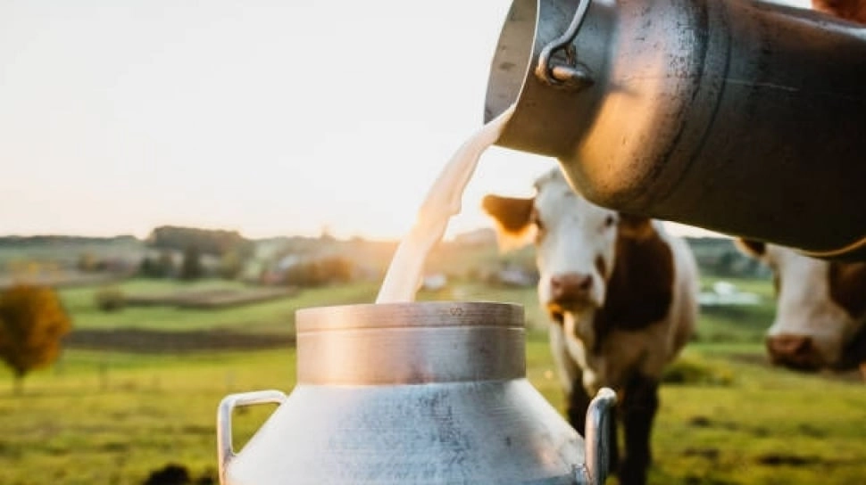 World Milk Day 2026: Perjalanan Peternak Menjaga Kualitas Nutrisi Segelas Susu