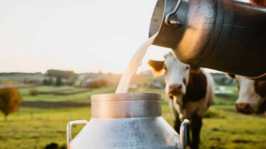 World Milk Day 2026: Perjalanan Peternak Menjaga Kualitas Nutrisi Segelas Susu
