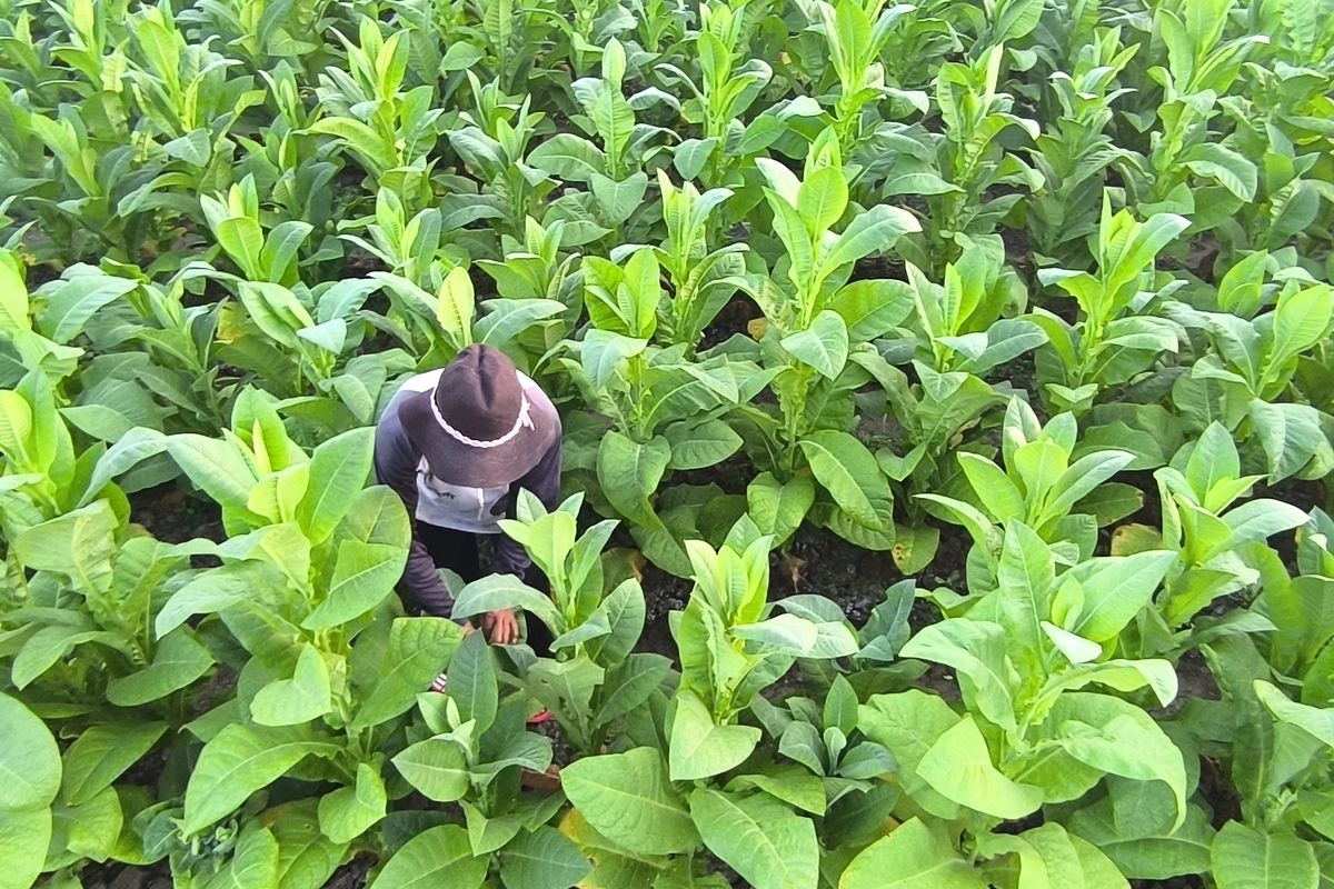 Aturan Nikotin Baru Bikin Petani Tembakau Khawatir soal Serapan Panen
