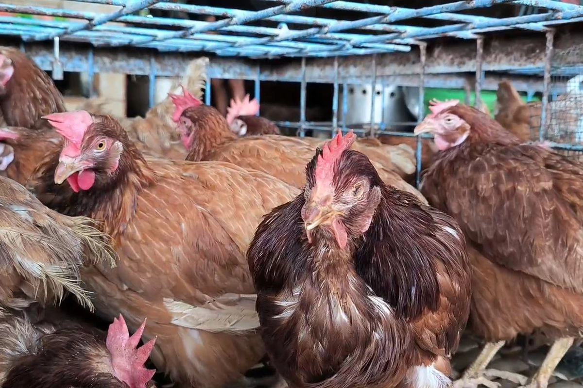 2 Bulan Merugi, Peternak Keluhkan Harga Ayam di Kandang Terpuruk