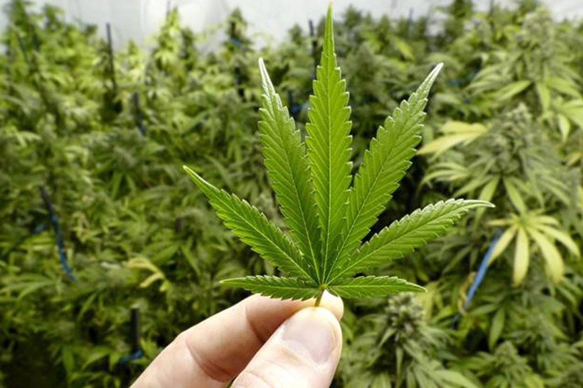 Narkoba Hashish Milik WNA Rusia Berasal dari Thailand, Diedarkan di Bali