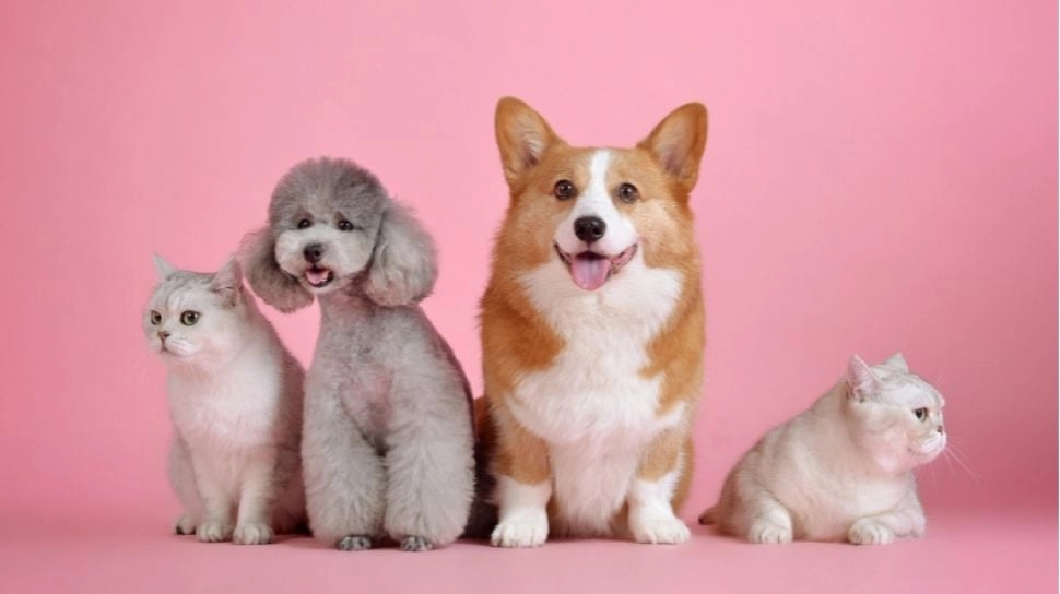 Dari Kebun Satwa Mini hingga Adu Ketangkasan Anjing, JIPS 2026 Jadi Tujuan Akhir Pekan Pecinta Hewan