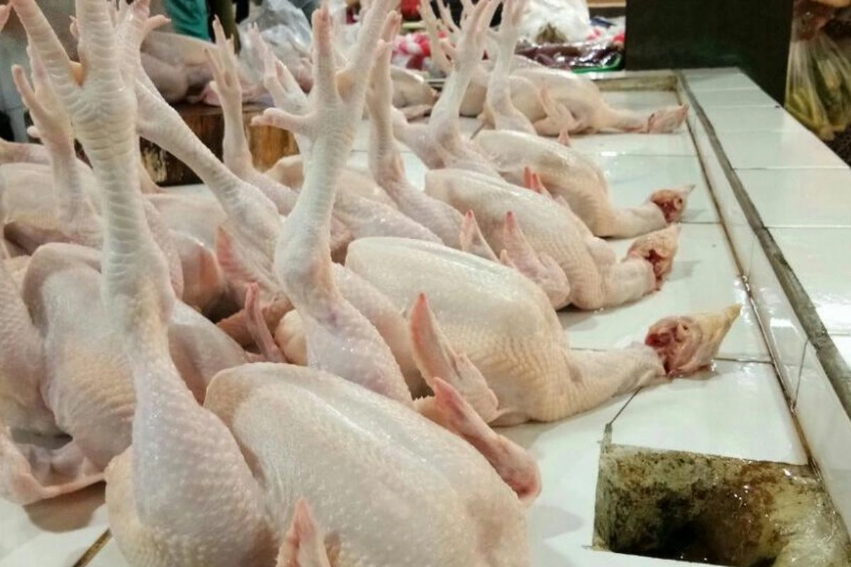 Harga Ayam Hidup Anjlok, Peternak Rugi hingga Rp 7.000 per Kg
