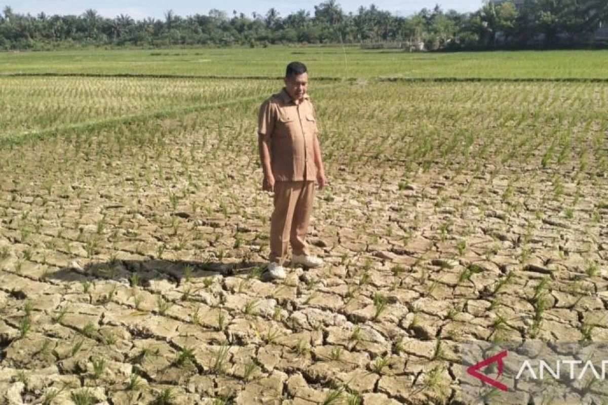 Puncak Kemarau Juli 2026: Sebagian Sumatera hingga Sulbar Bagian Utara